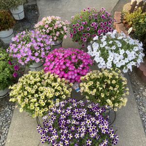 サフィニアアート,サフィニアアート・ももいろハート,サフィニアアートあずきフラッペ,サフィニアアート　とらネコ,サフィニアアートいちごシェイクの画像