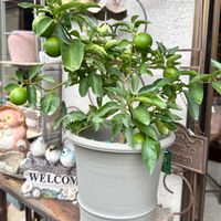 ライム,鉢植え,ガーデニング,おひとり様,ウィッチフォードの画像