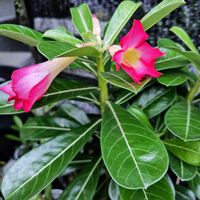 スモモ,アデニウム,フォエチダ,ドルステニア・フォエチダ,塊根植物の画像