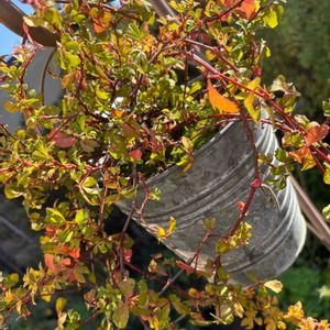 シッサス ’ ガーランド ',シッサス ’ ガーランド ',紅葉（こうよう）,北海道,ガーランドの画像