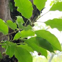 エゴノキ,ソヨゴ,アセビ（馬酔木）,秋の気配,姫榊(ヒサカキ)の画像