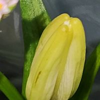 ハヤトウリの画像