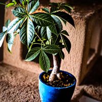 バオバブ,バオバブ  アダンソニア・グレゴリー,アダンソニア・グレゴリー,バオバブの木の画像