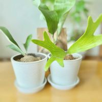 ビカクシダ,ビカクシダ アルシコルネ,ビカクシダ ネザーランド,観葉植物,セリアの画像