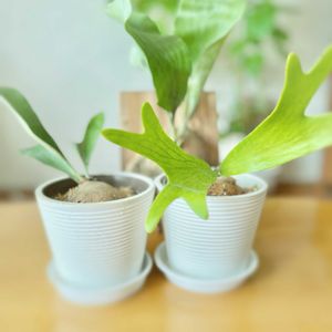 ビカクシダ,ビカクシダ アルシコルネ,ビカクシダ ネザーランド,観葉植物,セリアの画像