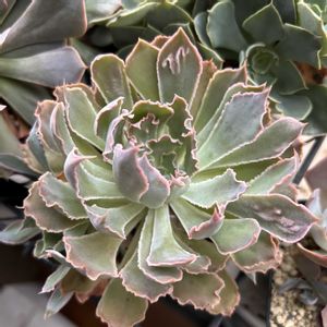 マディバ,シャビアナペレグリナ,クリスペート　ビューティー,癒される,no green no lifeの画像