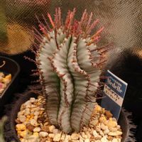 スノーフレーク,ポリゴナ・スノーフレーク,スーパーゼブラ✕スノーフレーク,スーパーゼブラ✕スノーフレーク,ユーフォルビア・ポリゴナの画像