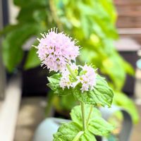 スペアミント,花のある暮らし,緑のある暮らし,ベランダの画像