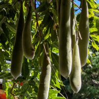 フジ,ムクノキ,エゴノキの実,アセビ（馬酔木）,クサギの実.の画像