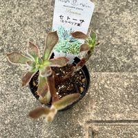 セトーサの画像