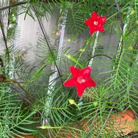 ルコウソウの画像