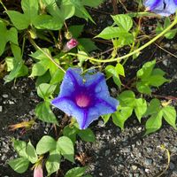 アサガオの画像