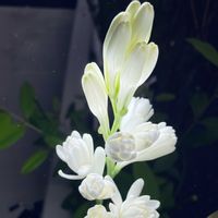 チューベローズ,月下香,一周忌,月日がたつのは早いの画像