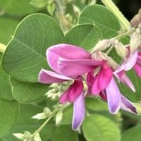 ダルマハギ,蝶 ヤマトシジミ,はぎ(萩),小さな花壇,花のある暮らしの画像