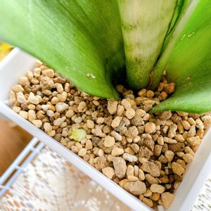 サンスベリア,子株。,サンセベリア ムーンシャイン,サンスベリア・ムーンシャイン,子株の画像