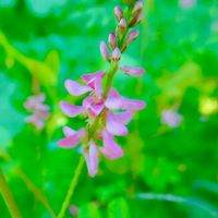 コマツナギ,駒繋,自然,野草,ピンクの花の画像