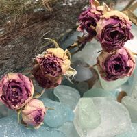 バラ,フェンネル,ペンステモン,ドライフラワー,庭の花の画像