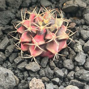 ギムノカリキウム・ペッタムシィー,ギムノカリキウム・ペッタムシィー,ギムノカリキウム属,水やり, サボテンの画像