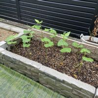 インゲン,成長記録,家庭菜園の画像