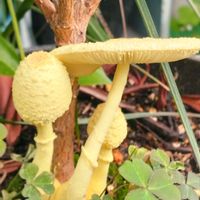 レモンマートル,コガネキヌカラカサタケ,鉢植えの画像