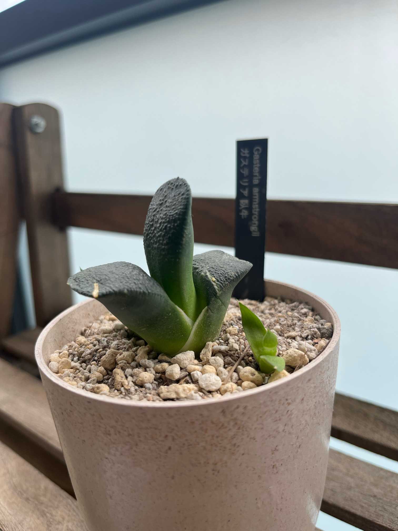 ◆Ｇ．臥牛 （ＯＢ-１０） ◆多肉/ガステリアXY02 ガステリア・臥牛｜  GreenSnap（グリーンスナップ）