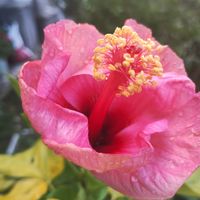 ハイビスカス,ネペンテス,ネペンテス・ベントラータ,バオバブ,ネペンテス・レディラックの画像