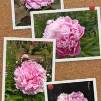 シャクヤク,シャクヤク,お多福ガ―デンの花。,ネコ好き,朝日の画像