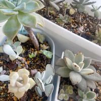 月兎耳,福娘,だるま福娘,ミセスアツコ,白兎しろうさぎの画像