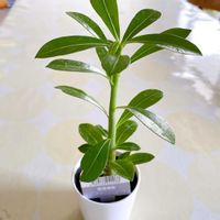 アデニウム,ダイソニウム,観葉植物,塊根植物,ダイソーの画像