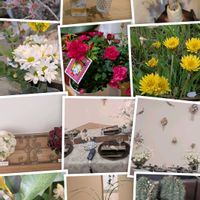 カネノナルキ,サカキ,サボテン,タンポポ,サカキの花の画像