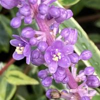 ヤブラン,お出かけ先にての画像