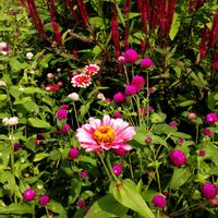 ケイトウ,ジニア,センニチコウ,so・raの小さな物語,たぬき桜の画像