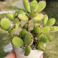 熊童子錦,熊童子,浜万年草,多肉植物,セダム属の画像