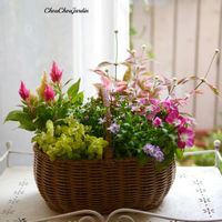 ケイトウ,ニチニチソウ,アルテルナンテラ,寄せ植え,ベランダガーデンの画像