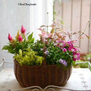 ケイトウ,ニチニチソウ,アルテルナンテラ,寄せ植え,ベランダガーデンの画像