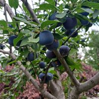 プルーン,セイヨウスモモ(西洋酸桃),果樹,カナダの画像