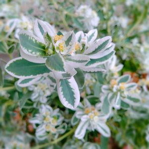 ハツユキソウ,初雪草(はつゆきそう)  ユーフォルビア,花壇,ガーデニング,白い花の画像