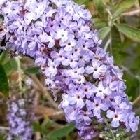 モンステラ,マダガスカルジャスミン,ブットレア,いつもありがとう♡,お出かけ先にての画像