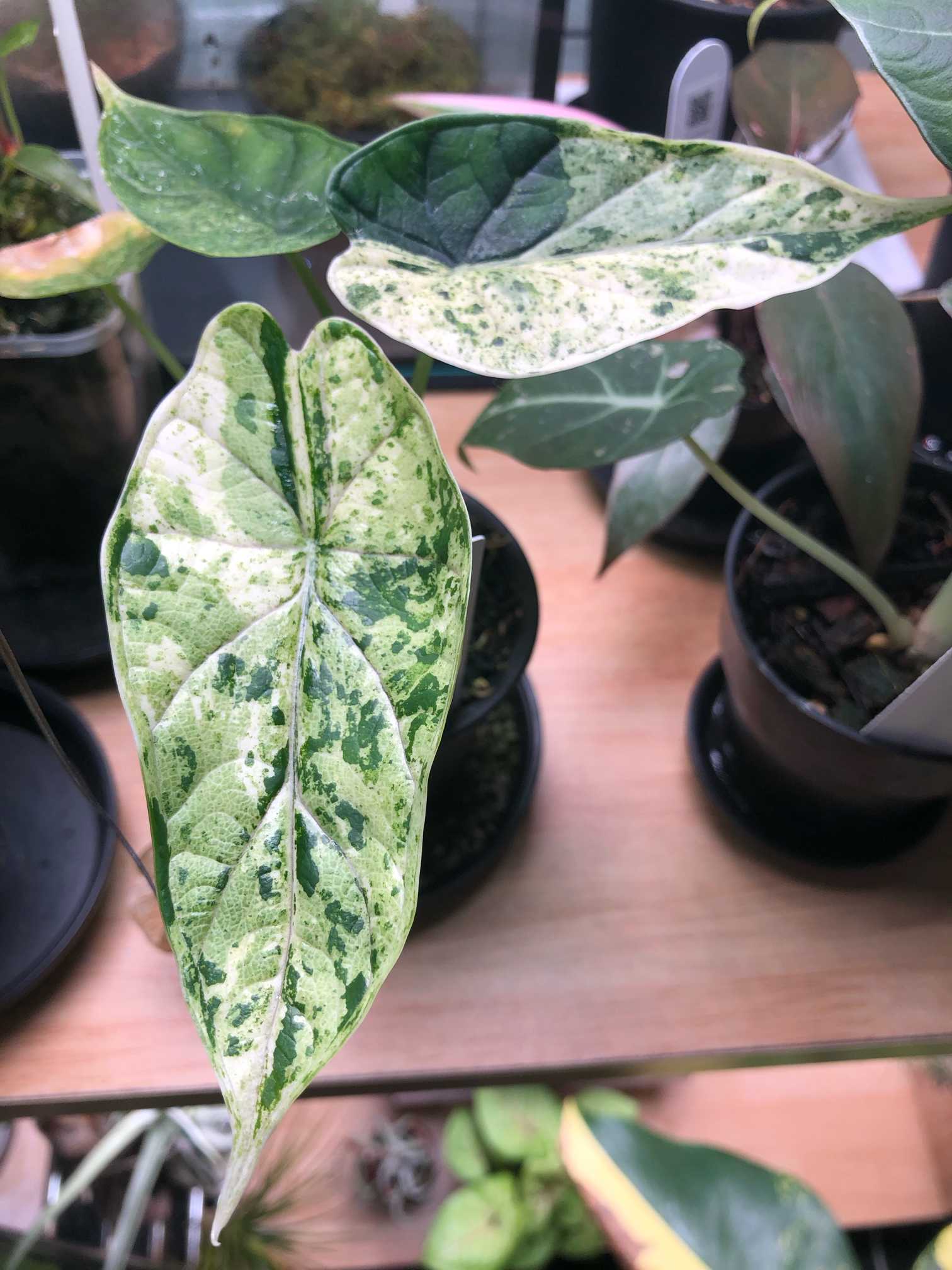 た*り様 アロカシア ドラゴンスケール アルボ た*り様 アロカシア ドラゴンスケール アルボ アロカシア