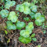 雪割草,庭の画像