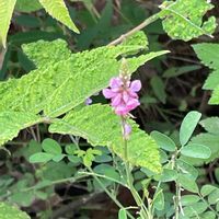 コマツナギの画像