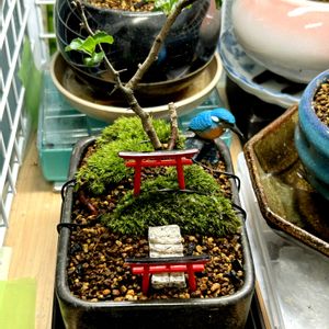 長寿梅,長寿梅,盆栽,ミニ盆栽,室内の画像