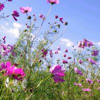 コスモス,コスモス,秋桜,秋桜,大人の着せ替え人形の画像