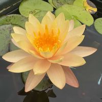 睡蓮,温帯スイレン,熱帯スイレン,熱帯睡蓮の画像