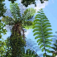 ヘゴ,ビカクシダ,観葉植物,沖縄,ビカクシダのある暮らしの画像