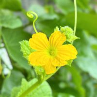 メロン,グリーンカーテン,実のなる植物,花のある暮らし,緑のある暮らしの画像