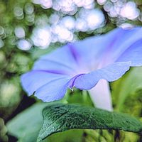 アサガオ,ネジバナ,朝顔,西洋アサガオ,コミカンソウの画像