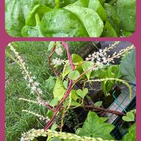 サラダ菜,サラダ菜,モロヘイヤ,モロヘイヤ,エゴマの画像