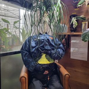 とっくりラン,ポニーテール,インテリアグリーン,大型観葉植物,観葉植物のある暮らしの画像