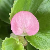 ベゴニア,お出かけ先にての画像